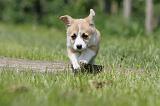 CORGI PEMBROKE 498